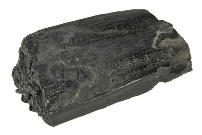 Pleistocene Aged Fossil Horse Tooth - South Carolina #239805
